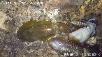 �����ꥤ��