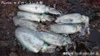 ¥¢¥ª¥ê¥¤¥«