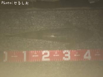 ¡ú¥Þ¥´¥Á¡ú