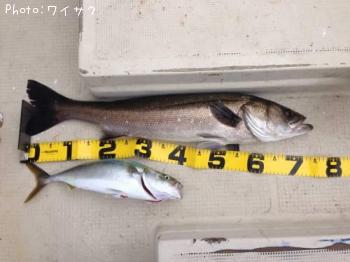 �����Х�