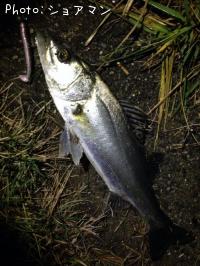 �����Х�