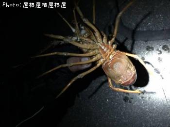 ¥¨¥Ó¤Á¤ã¤ó¡Ê¾Ð¡Ë