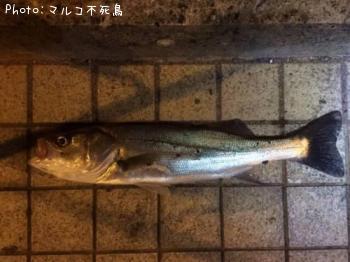 �����Х�