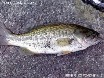 �֥�å��Х�