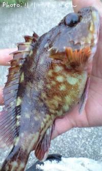 おタケさん&ガシラんらん♪&ハゼ