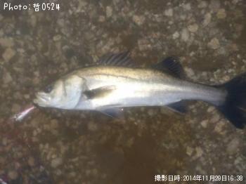 �����Х�