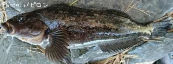 �����ʥ�