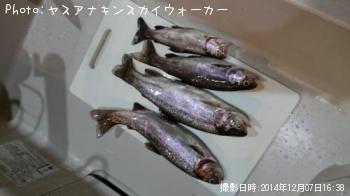 �쥤��ܡ��ȥ饦��