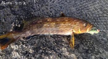 �����ʥ�