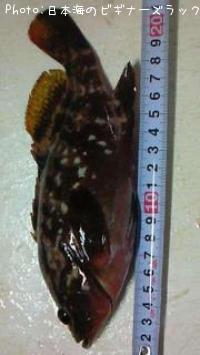 �����ϥ�