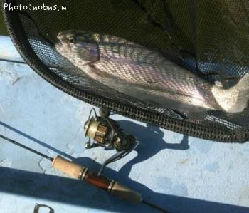 ¥ì¥¤¥ó¥Ü¡¼¥È¥é¥¦¥È