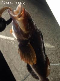 �����ʥ�