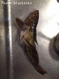 �����ʥ�