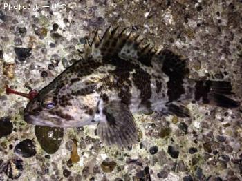 ¥¿¥±¥Î¥³¥á¥Ð¥ë