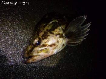 ¥¿¥±¥Î¥³¥á¥Ð¥ë