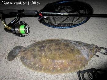 ¥Ê¥á¥¿¥«¥ì¥¤