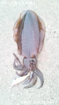 ¥¢¥ª¥ê¥¤¥«