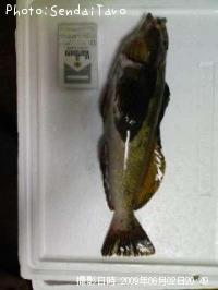 �����ʥ�