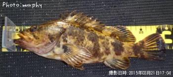 ¥¿¥±¥Î¥³¥á¥Ð¥ë