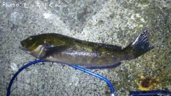 �����ʥ�