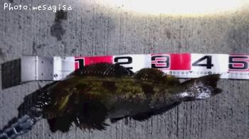 �����ʥ�