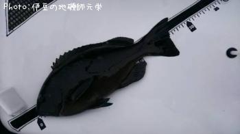 ¸ýÂÀ¥á¥¸¥Ê