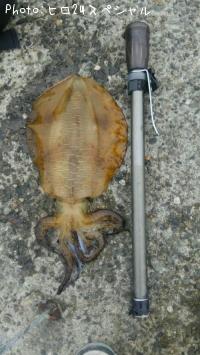 �����ꥤ��