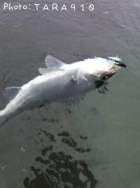 �����Х�