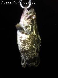 ¥¿¥±¥Î¥³¥á¥Ð¥ë