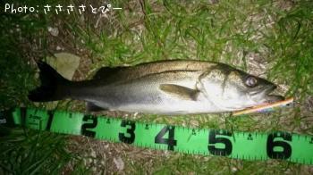 �����Х����硡�桡��