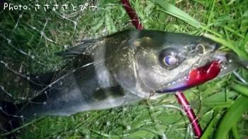 �����Х����硡�桡��