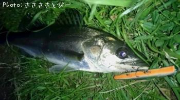 �����Х����硡�桡��