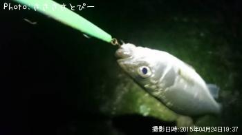 �����Х����硡�桡��