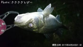 �����Х����硡�桡��