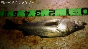 �����Х�����Х�