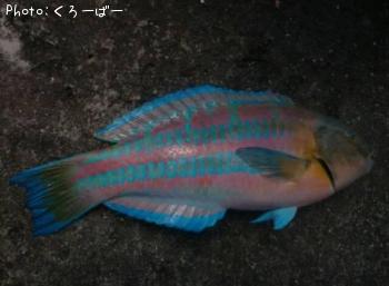 �˥����٥�