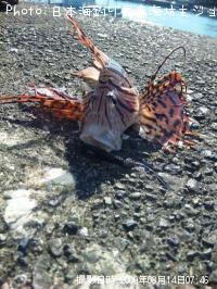 ¥ß¥Î¥«¥µ¥´