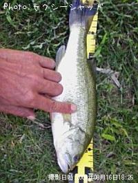 �֥�å��Х�