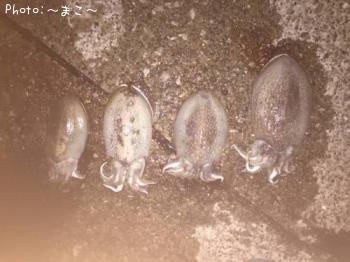 ����䥱����