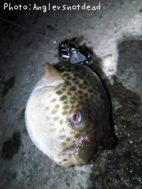 �����ա�