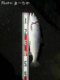 ¥µ¥¯¥é¥Þ¥¹