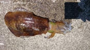 �����ꥤ��