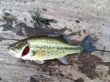 ¥Ö¥é¥Ã¥¯¥Ð¥¹