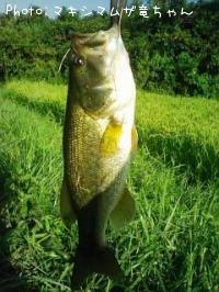 �֥�å��Х�