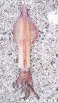 ¥¢¥ª¥ê¥¤¥«