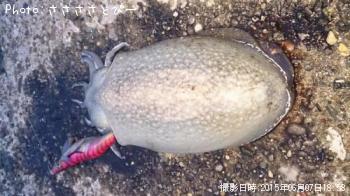 ����䥱����