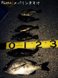 �����Υ������