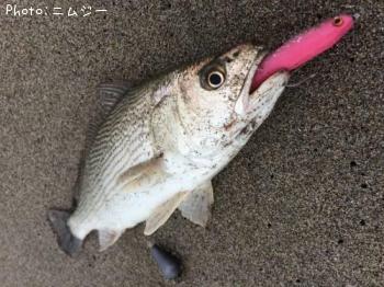 ¥¤¥·¥â¥Á¡©