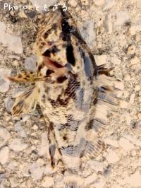 ¥¿¥±¥Î¥³¥á¥Ð¥ë