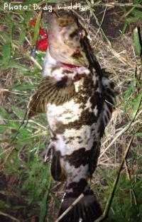 ¥¿¥±¥Î¥³¥á¥Ð¥ë